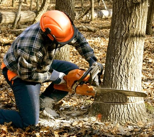 Tree Removal in Fairview, MI
